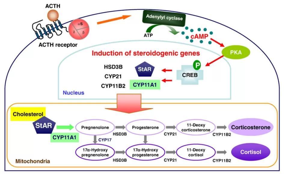 Adrenal steroidogenesis and its hormonal regulation (Chung et al., 2011)